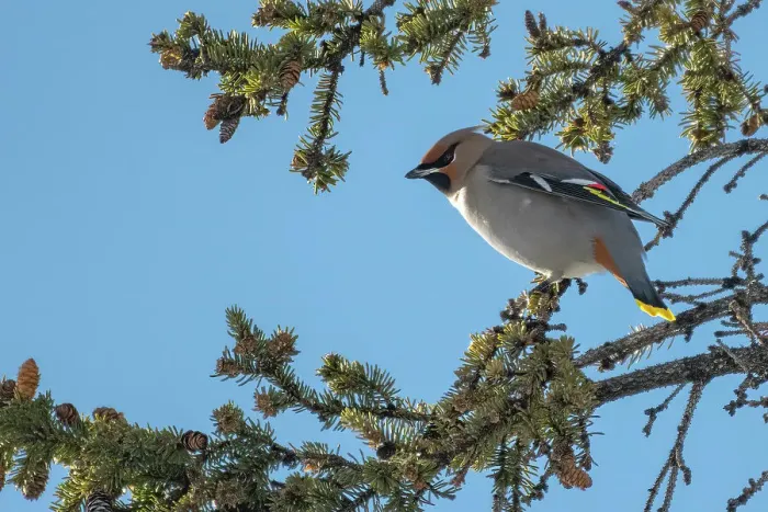 Framed Print : Bohemian waxwing (Bombycilla garrulus) in spruce tree (evergreen). Winnipeg, Manitoba, Canada Framed Print : Bohemian waxwing (Bombycilla garrulus) in spruce tree (evergreen). Winnipeg, Manitoba, Canada