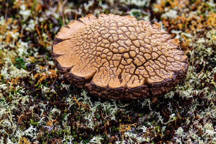 Framed Print : Bolete mushroom cap in the tundra, Tasiujaq, Nunavik, Canada Framed Print : Bolete mushroom cap in the tundra, Tasiujaq, Nunavik, Canada