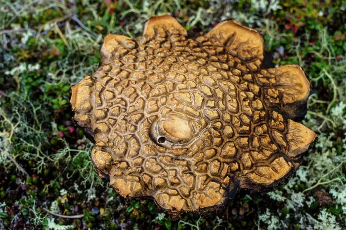 Framed Print : Bolete mushroom cap in the tundra, Tasiujaq, Nunavik, Canada Framed Print : Bolete mushroom cap in the tundra, Tasiujaq, Nunavik, Canada