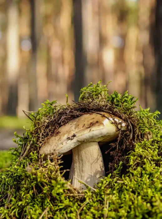 Framed Print : Boletus edulis, Roztocze Forest, Lublin Voivodeship, Poland Framed Print : Boletus edulis, Roztocze Forest, Lublin Voivodeship, Poland