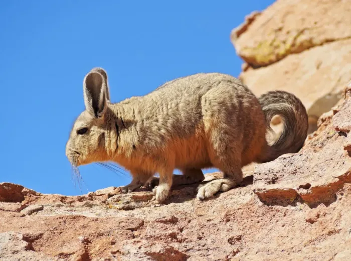 Framed Print : Bolivia, Potosi Departmant, Nor Lipez Province, Viscacha (Lagidium viscacia) in Framed Print : Bolivia, Potosi Departmant, Nor Lipez Province, Viscacha (Lagidium viscacia) in