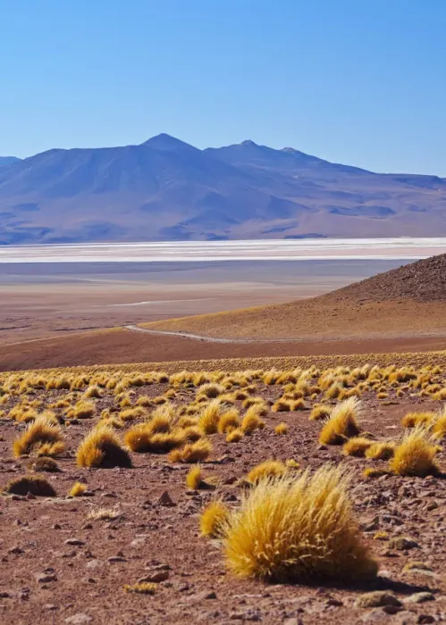 Framed Print : Bolivia, Potosi Departmant, Sur Lipez Province, Eduardo Avaroa Andean Fauna National Framed Print : Bolivia, Potosi Departmant, Sur Lipez Province, Eduardo Avaroa Andean Fauna National