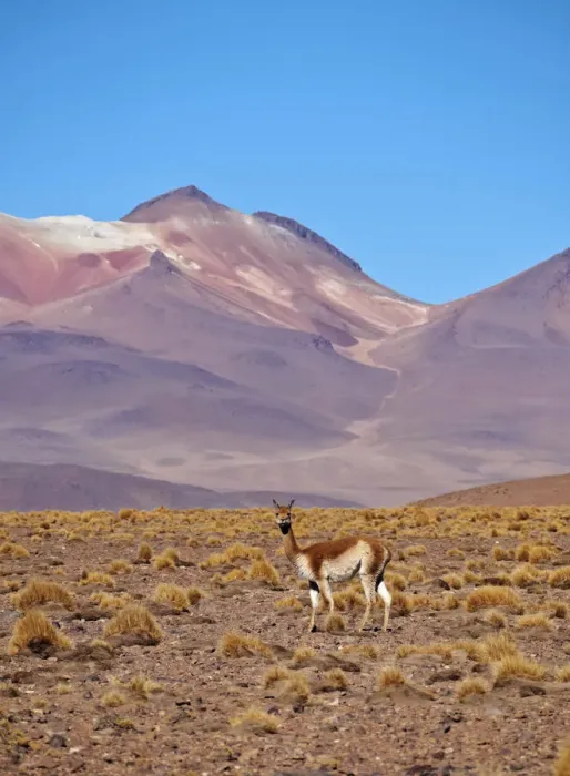 Framed Print : Bolivia, Potosi Departmant, Sur Lipez Province, Vicuna(Vicugna vicugna) in the Eduardo
