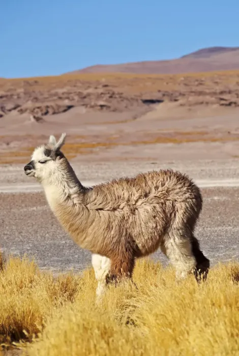 Framed Print : Bolivia, Potosi Departmant, Sur Lipez Province, Eduardo Avaroa Andean Fauna National Framed Print : Bolivia, Potosi Departmant, Sur Lipez Province, Eduardo Avaroa Andean Fauna National