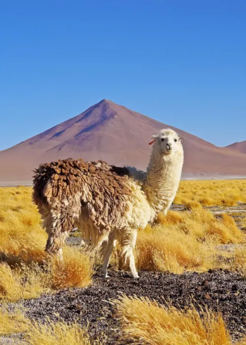 Framed Print : Bolivia, Potosi Departmant, Sur Lipez Province, Eduardo Avaroa Andean Fauna National Framed Print : Bolivia, Potosi Departmant, Sur Lipez Province, Eduardo Avaroa Andean Fauna National