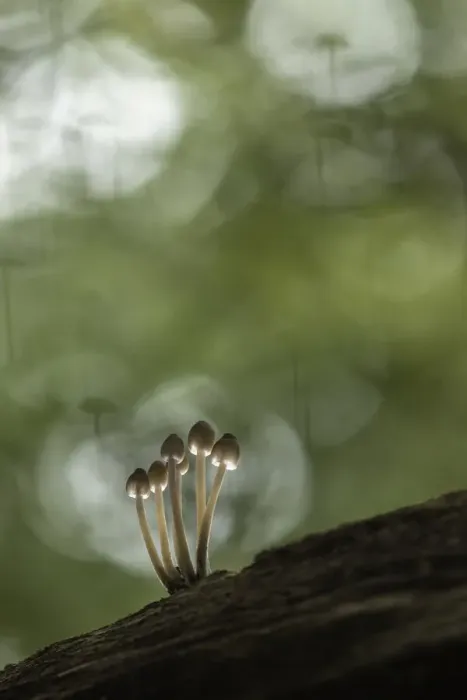Framed Print : Bonnet mycena (Mycena galericulata) New Forest National Park, Hampshire, England, UK Framed Print : Bonnet mycena (Mycena galericulata) New Forest National Park, Hampshire, England, UK