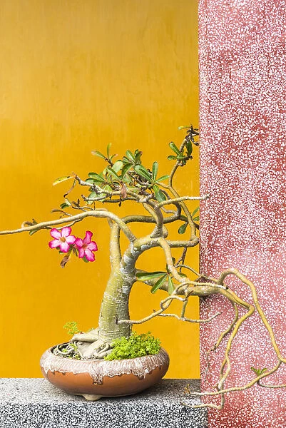 Bonsai tree in one of the Chinese temples of Hoi An, Vietnam