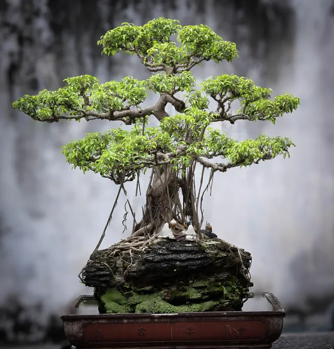 Framed Print : Bonsai tree, Temple of Literature, Hanoi, North Vietnam, Asia Framed Print : Bonsai tree, Temple of Literature, Hanoi, North Vietnam, Asia
