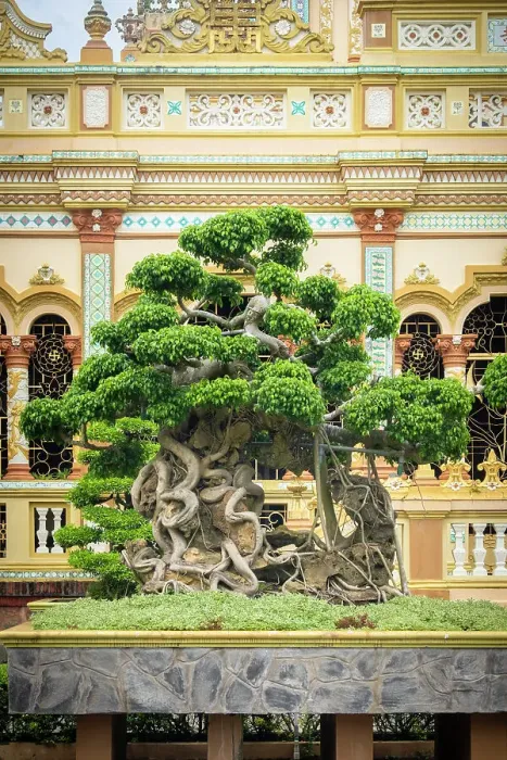 Framed Print : Bonsai tree at the Vinh Trang Pagoda, My Tho, Mekong Delta, Vietnam Framed Print : Bonsai tree at the Vinh Trang Pagoda, My Tho, Mekong Delta, Vietnam