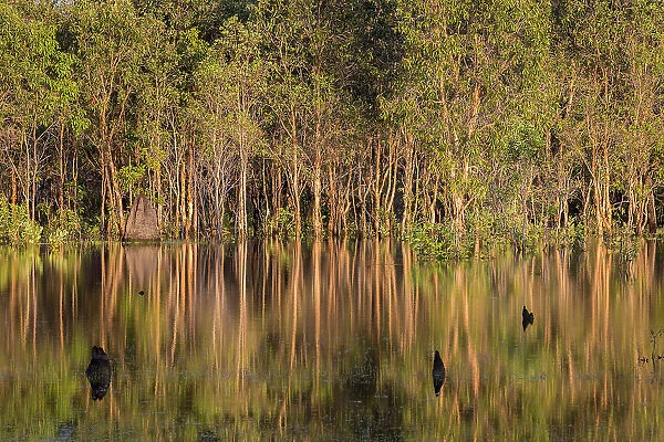 Bore Billabong, Bamurru Plains, Northern Territory, Australia