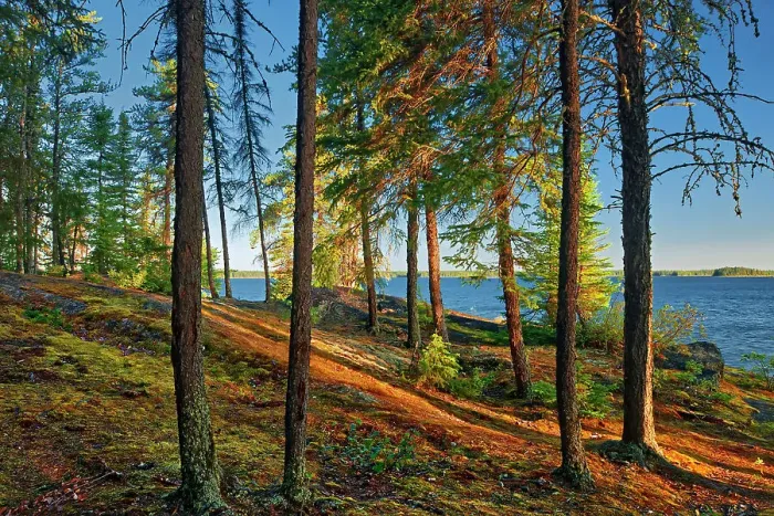 Framed Print : Boreal forest at edge of Setting Lake at sunrise Setting Lake Wayside Park near Wabowden, Manitoba, Canada Framed Print : Boreal forest at edge of Setting Lake at sunrise Setting Lake Wayside Park near Wabowden, Manitoba, Canada