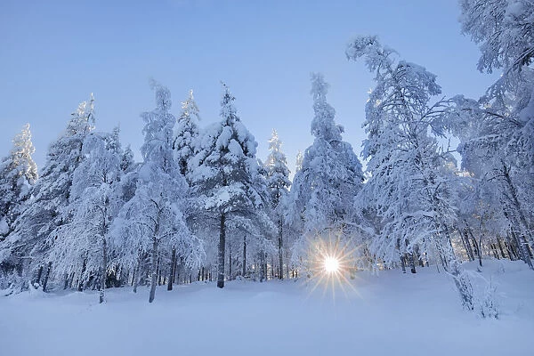 Boreal forest with snow covered birches and spruces in winter - Finland