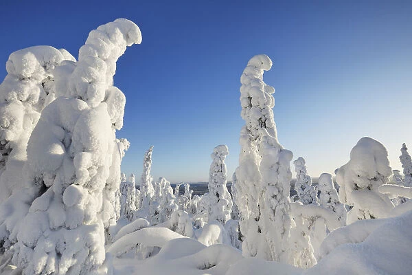 Boreal forest with snow covered spruces in winter - Finland, Northern Ostrobothnia