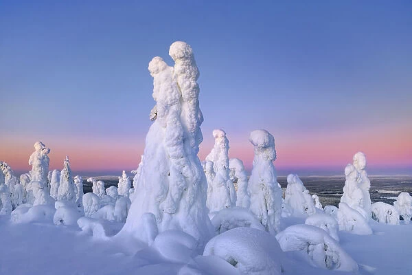 Boreal forest with snow covered spruces in winter - Finland, Northern Ostrobothnia