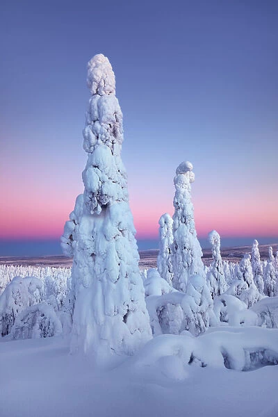 Boreal forest with snow covered spruces in winter - Finland, Northern Ostrobothnia, Ruka