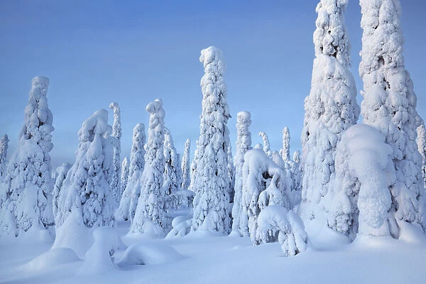 Boreal forest with snow covered spruces in winter - Finland, Eastern Lapland, Posio