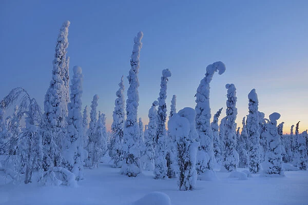 Boreal forest with snow covered spruces in winter - Finland, Eastern Lapland, Posio