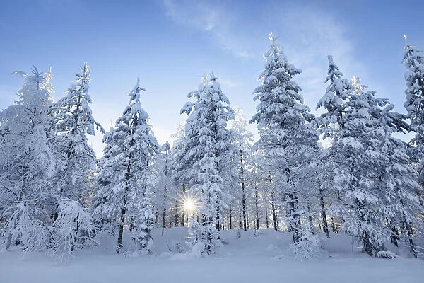 Boreal forest with snow covered spruces in winter - Finland, Northern Ostrobothnia, Ruka