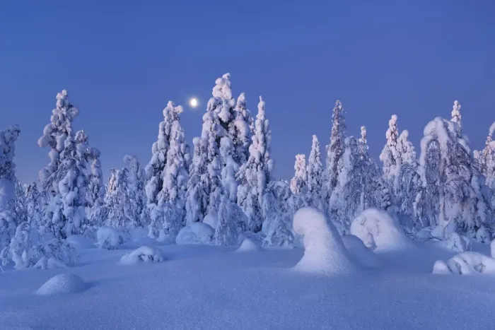 Framed Print : Boreal forest with snow covered spruces in winter - Finland, Eastern Lapland, Posio Framed Print : Boreal forest with snow covered spruces in winter - Finland, Eastern Lapland, Posio
