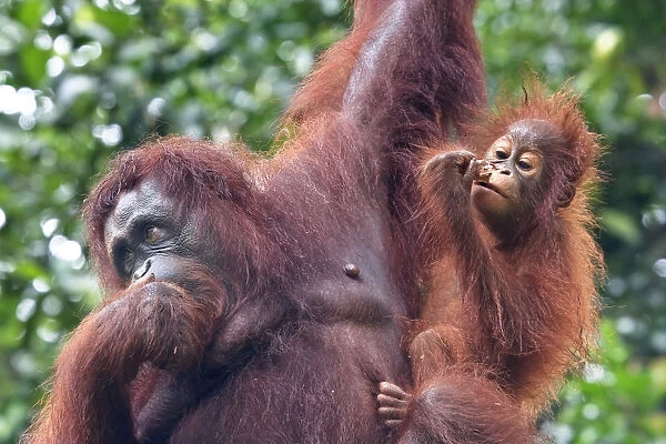 Bornean Orang-Utan (Pongo Pygmaeus), Semenggoh Wildlife Rehabilitation Centre, Sarawak