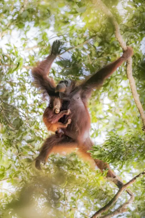 Framed Print : Bornean orangutan mother carrying a baby on a tree, Tanjung Puting National Park