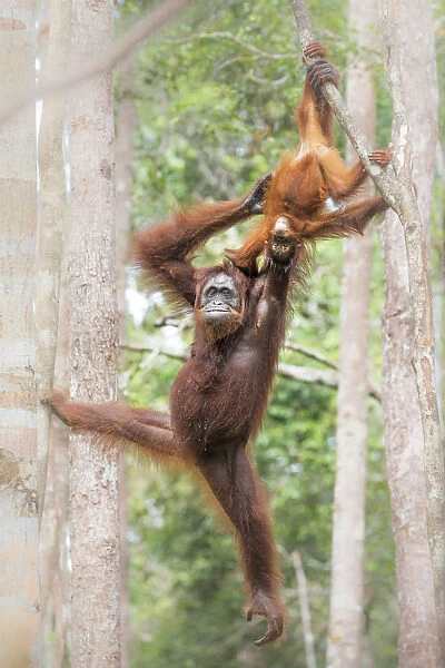 Bornean orangutan (pongo abelii), Tanjung Puting National Park, Southern Kalimantan