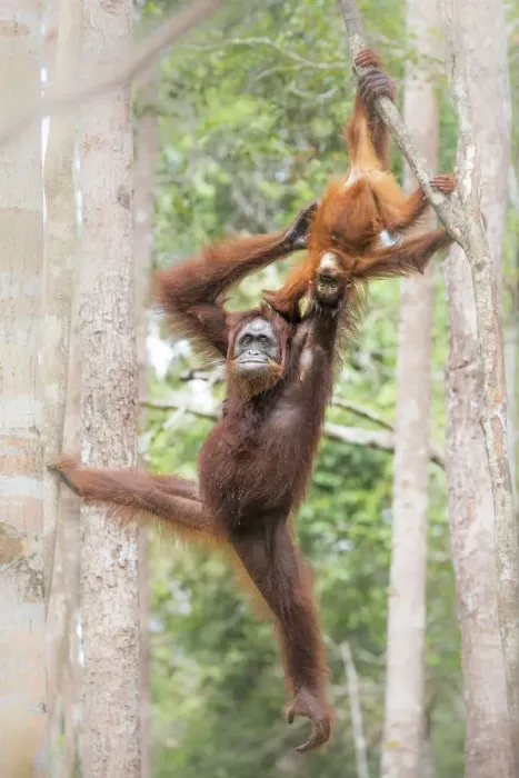 Framed Print : Bornean orangutan (pongo abelii), Tanjung Puting National Park, Southern Kalimantan Framed Print : Bornean orangutan (pongo abelii), Tanjung Puting National Park, Southern Kalimantan
