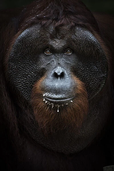 Bornean orangutan portrait, Tanjung Puting National Park