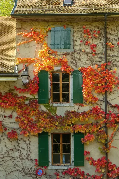 Framed Print : Boston Ivy on a house in Aigle, Vaud, Switzerland Framed Print : Boston Ivy on a house in Aigle, Vaud, Switzerland