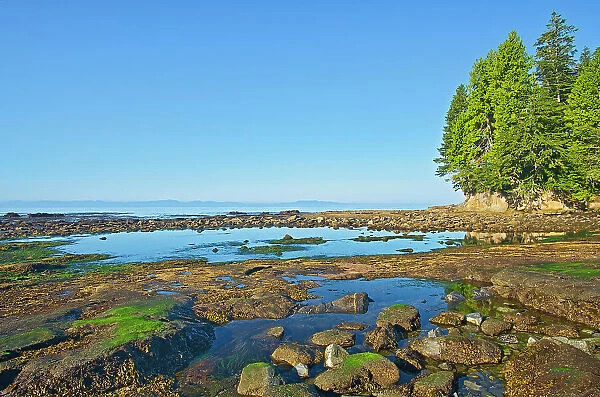 Botanical Beach at low tide (Formerly Botanical Beach Provincial Park), Juan de Fuca Provincial Park, British Columbia, Canada