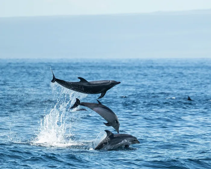 Framed Print : Bottlenose Dolphins, Galapagos Islands, Ecuador Framed Print : Bottlenose Dolphins, Galapagos Islands, Ecuador