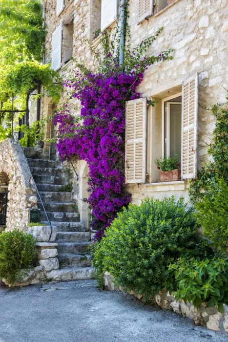 Framed Print : Bougainvillea over Staircase, St. Paul de Vence, Cote d Azur, France Framed Print : Bougainvillea over Staircase, St. Paul de Vence, Cote d Azur, France