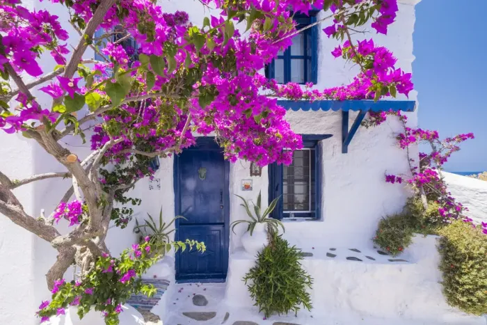Framed Print : Bougainvillea & traditional house, Skopelos Town, Skopelos, Sporade Islands, Greece Framed Print : Bougainvillea & traditional house, Skopelos Town, Skopelos, Sporade Islands, Greece
