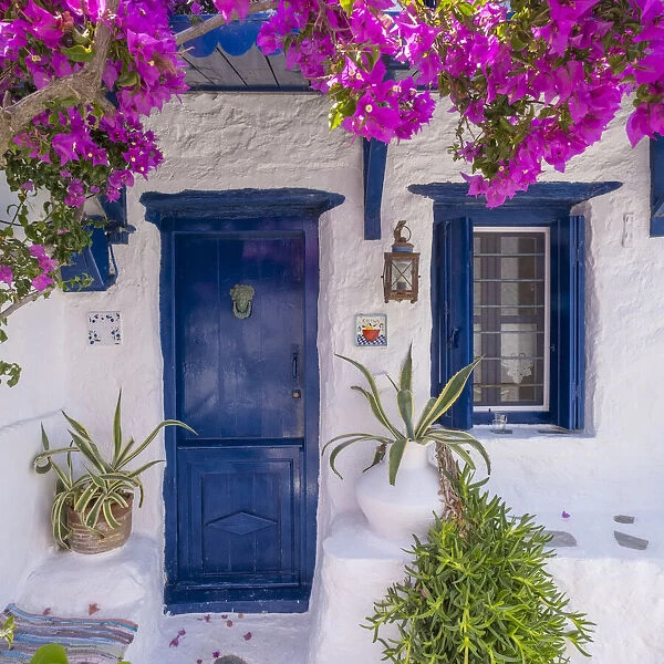 Bougainvillea & traditional house, Skopelos Town, Skopelos, Sporade Islands, Greece