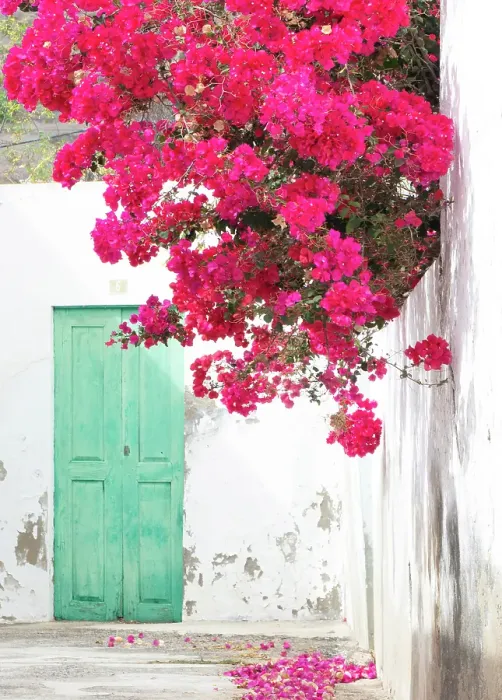 Framed Print : Bougainvillea on a whitewashed wall, Haria, Lanzarote, Canary Islands, Spain Framed Print : Bougainvillea on a whitewashed wall, Haria, Lanzarote, Canary Islands, Spain