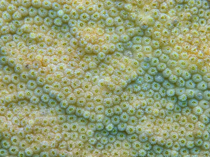 Framed Print : Boulder Star Coral (Orbicella Franksi) polyp details, Grand Cayman, Cayman Islands, British West Indies