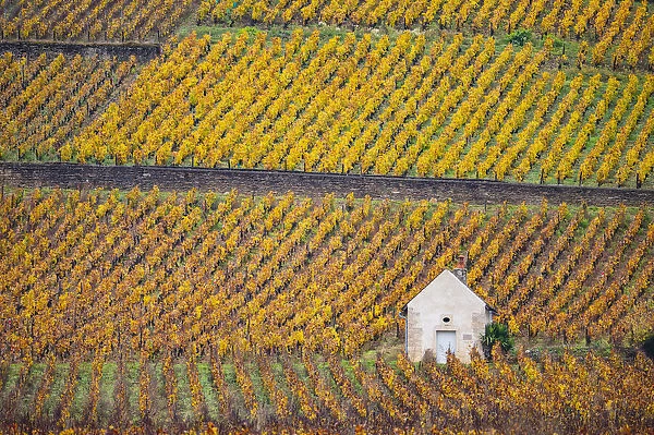 Bourgogne wine region (Burgundy), France, Europe. Autumn landscape, vineyards