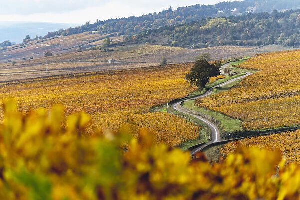 Bourgogne wine region (Burgundy), France, Europe. path through autumn landscape, vineyards