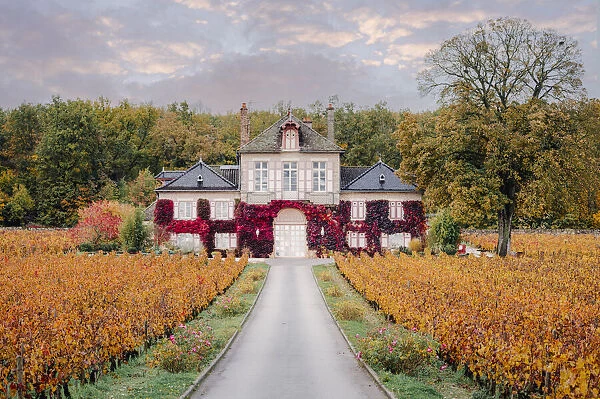 Bourgogne wine region (Burgundy), France, Europe. Autumn landscape, vineyards and luxury house