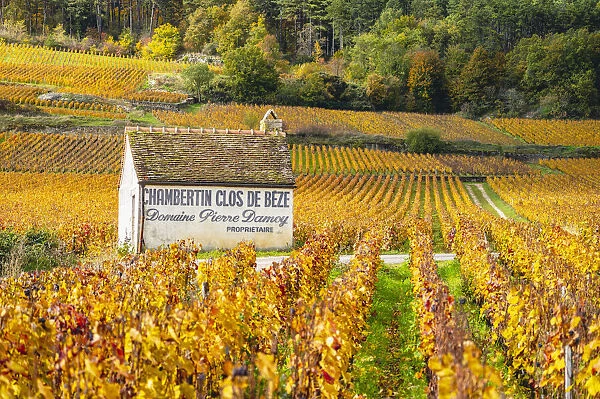 Bourgogne wine region (Burgundy), France, Europe. Autumn landscape, vineyards. Chambertin Clos de Beze hut
