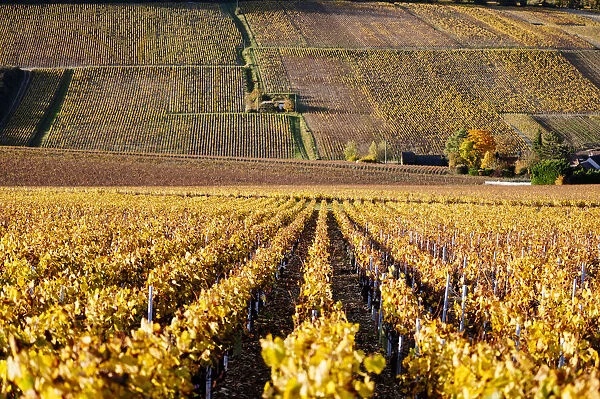 Bourgogne wine region (Burgundy), France, Europe. Autumn landscape, vineyards in Chablis