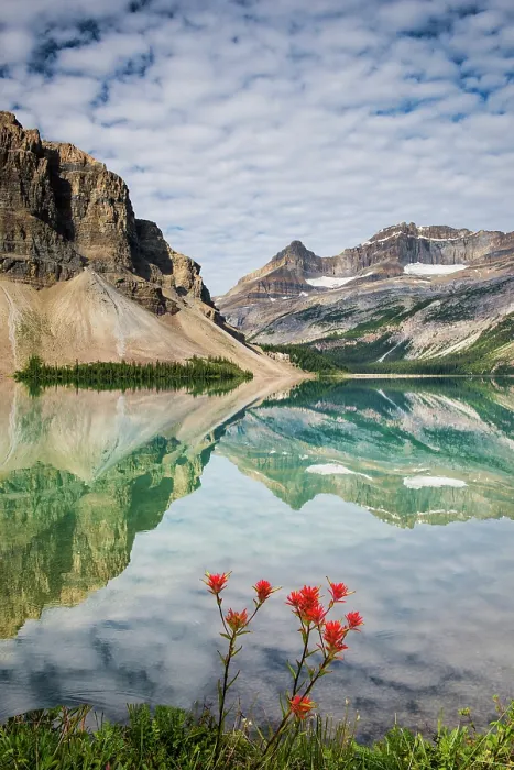 Framed Print : Bow Lake reflection with indian paintbrush, Canadian Rockies, Alberta, Canada Framed Print : Bow Lake reflection with indian paintbrush, Canadian Rockies, Alberta, Canada