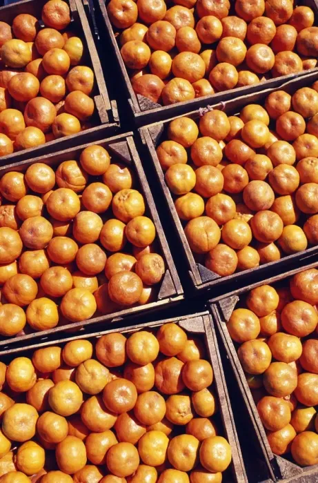 Framed Print : Boxes of Satsumas Framed Print : Boxes of Satsumas