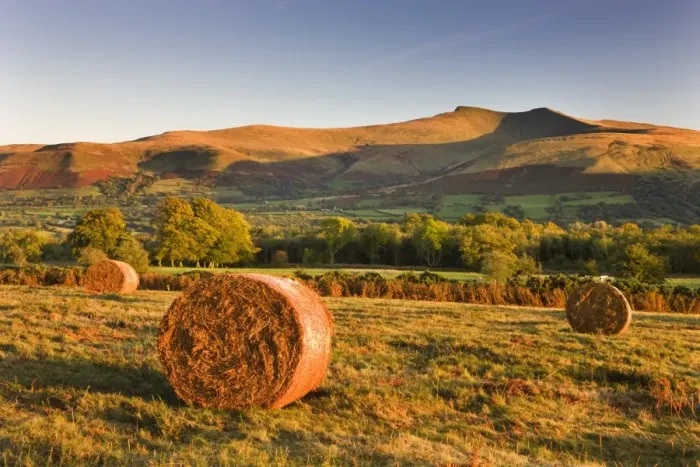 Framed Print : Bracken bales on Mynydd Illtud Common, looking towards Corn Du and Pen y Fan in Framed Print : Bracken bales on Mynydd Illtud Common, looking towards Corn Du and Pen y Fan in