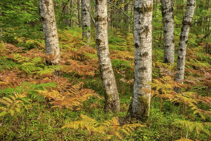 Framed Print : Bracken Fern and Aspen Trees, Algonquin Provincial Park, Ontario, Canada Framed Print : Bracken Fern and Aspen Trees, Algonquin Provincial Park, Ontario, Canada