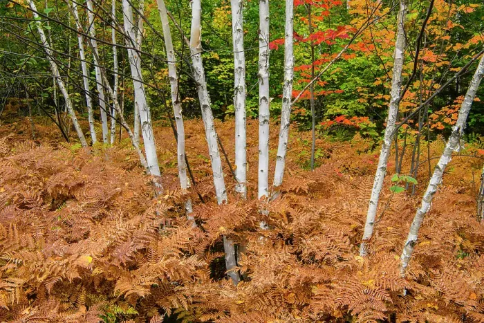 Framed Print : Bracken fern in a birch woodlot understory in early autumn, Greater Sudbury, Ontario, Canada