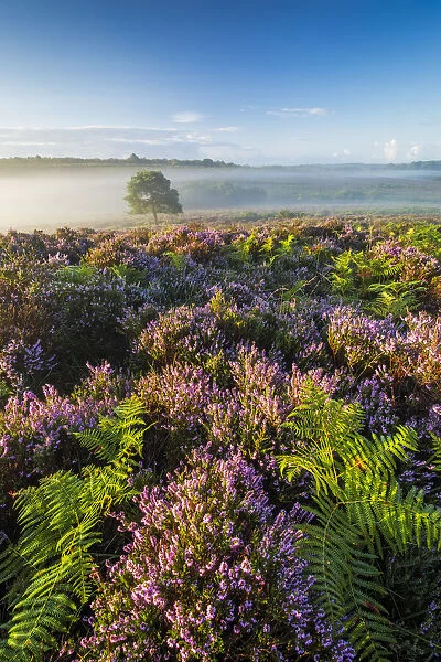 Bratley View, Mogshade Hill, New Forest National Park, Hampshire, England, UK