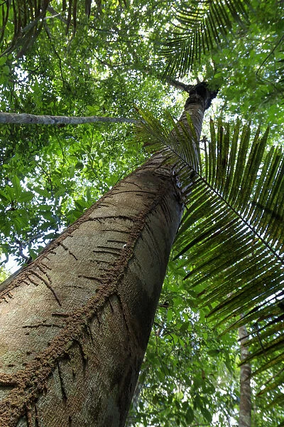Brazil, Brazilian Amazon, Amazonas state, Mamori district, Juma rainforest reserve