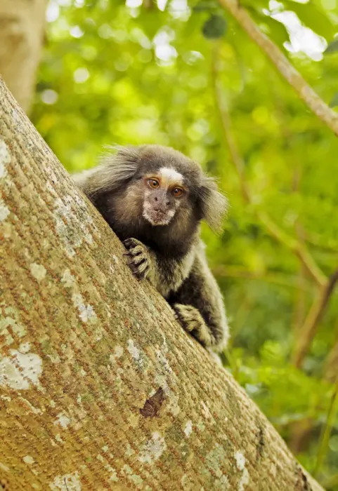 Framed Print : Brazil, City of Rio de Janeiro, Leme, Black-tufted marmoset(Callithrix penicillata) Framed Print : Brazil, City of Rio de Janeiro, Leme, Black-tufted marmoset(Callithrix penicillata)