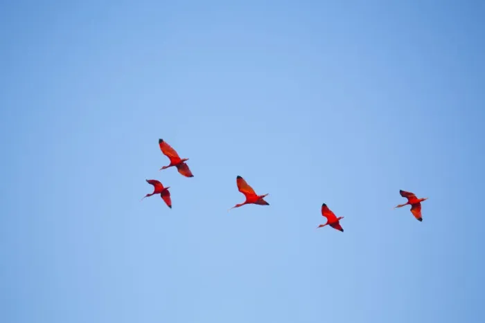 Framed Print : Brazil, Maranhao, Lencois Maranhenses national park, scarlet ibis (Eudocimus ruber) Framed Print : Brazil, Maranhao, Lencois Maranhenses national park, scarlet ibis (Eudocimus ruber)